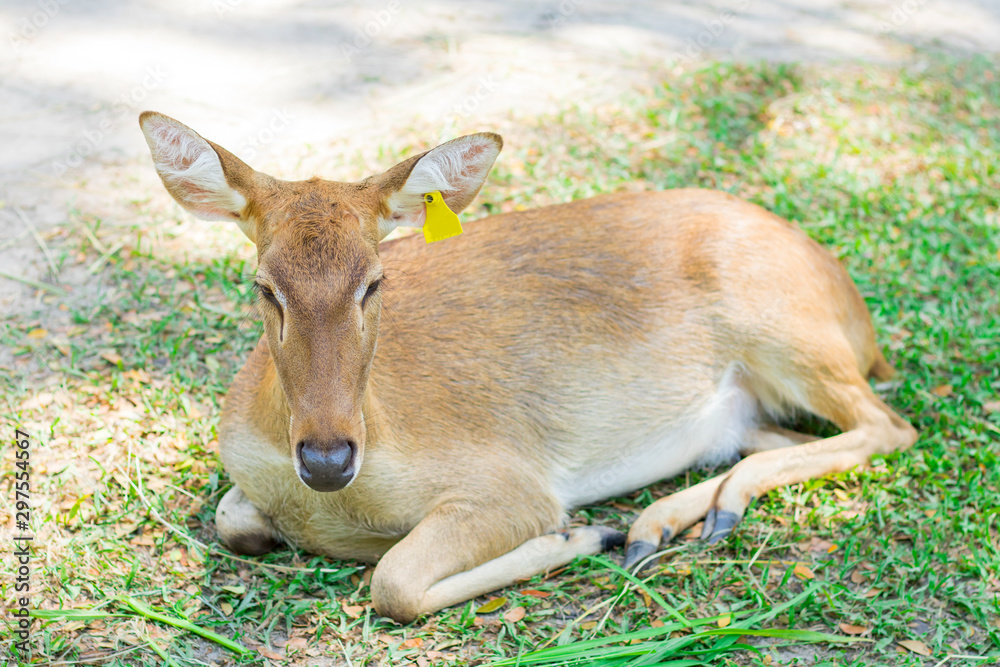 Female antelope in an open zoo