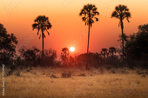 African Safaris © Noah Leon Mäder