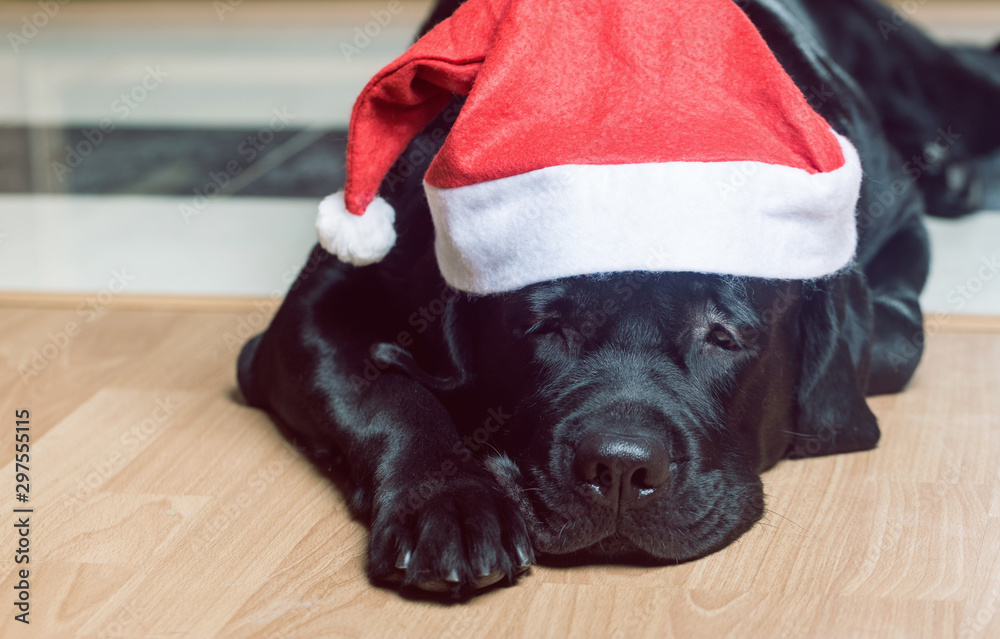 Black labrador retriever at Santa hat lying on the floor facing the camera. Black labrador retriever at Santa hat lying on the floor facing the camera.