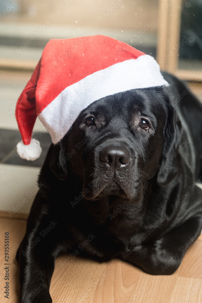 Black labrador retriever at Santa hat lying on the floor facing the camera. Black labrador retriever at Santa hat lying on the floor facing the camera.