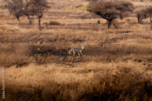 Fototapeta Naklejka Na Ścianę i Meble -  African Safaris