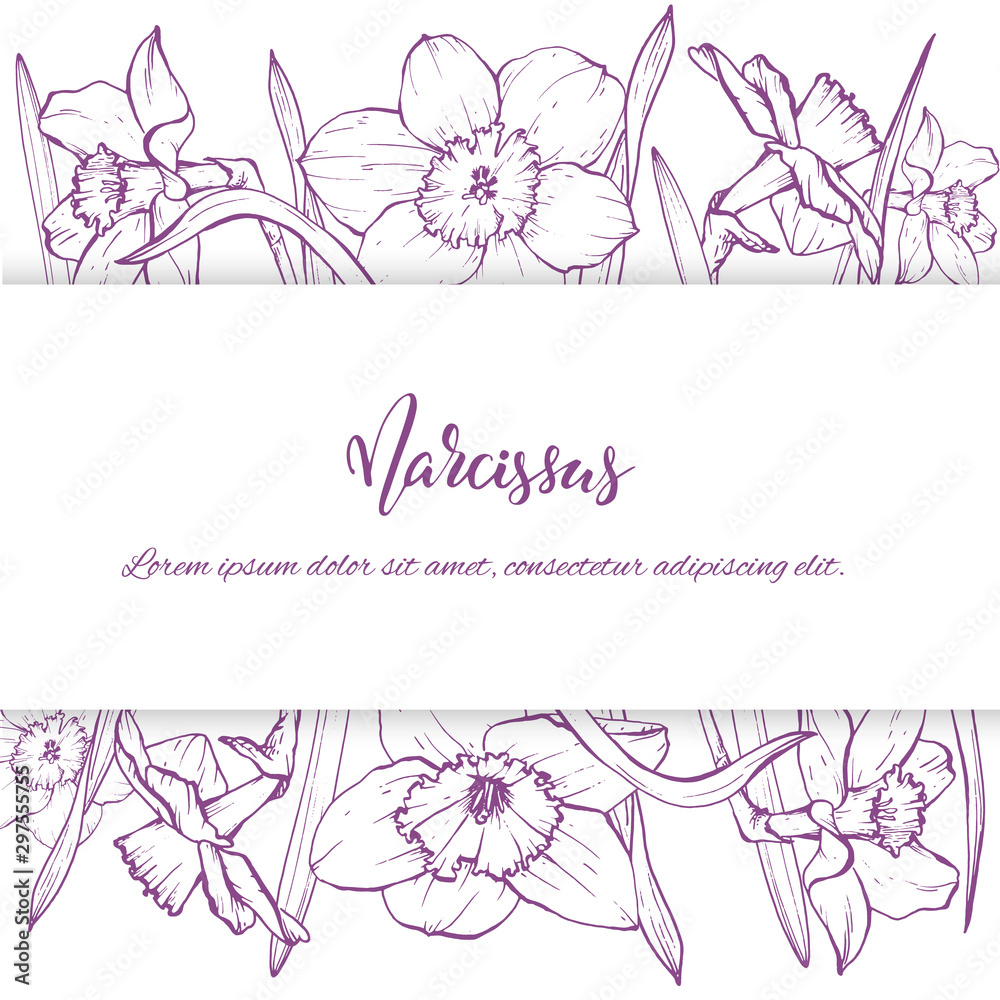 Floral background. Hand drawn vector botanical illustration. Template greeting card, wedding invitation banner with spring flowers. Sketch linear narcissus blossom.Engraved style illustration.