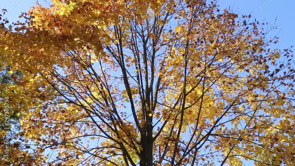 autumn trees in yellow foliage autumn trees in yellow foliage
