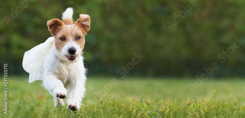 Flying happy super hero cute pet dog puppy playing in the grass, web banner with blank, copy space