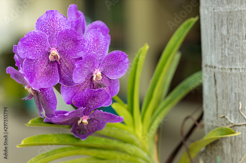 Violet orchid flower in nature  fresh  nature  amazing orchids. Purple orchid in the forest Is a tree that sticks to or is based on other trees .