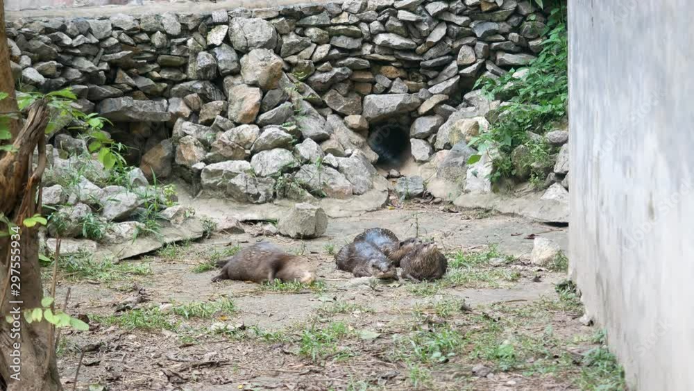 Four cute otters in captivity playfully roll on the ground Four cute otters in captivity playfully roll on the ground