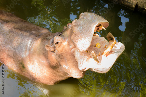 The hippopotamus in the Khao Kheow Open Zoo