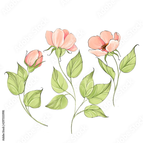 Fototapeta Naklejka Na Ścianę i Meble -  Pink delicate flowers isolated on white. Set for design