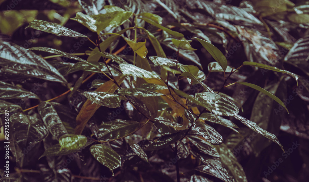 Fototapeta premium bush of leaves in the jungle