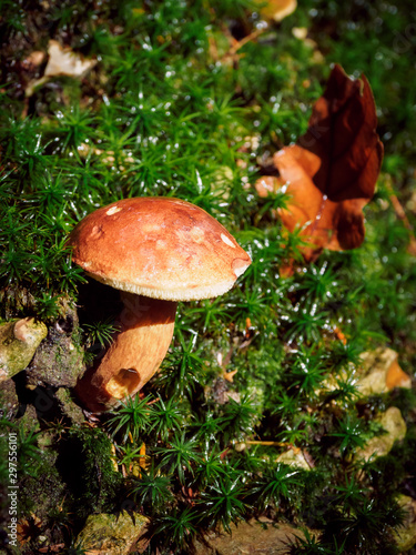 Wild mushroom Boletus Edulis growing in the forest