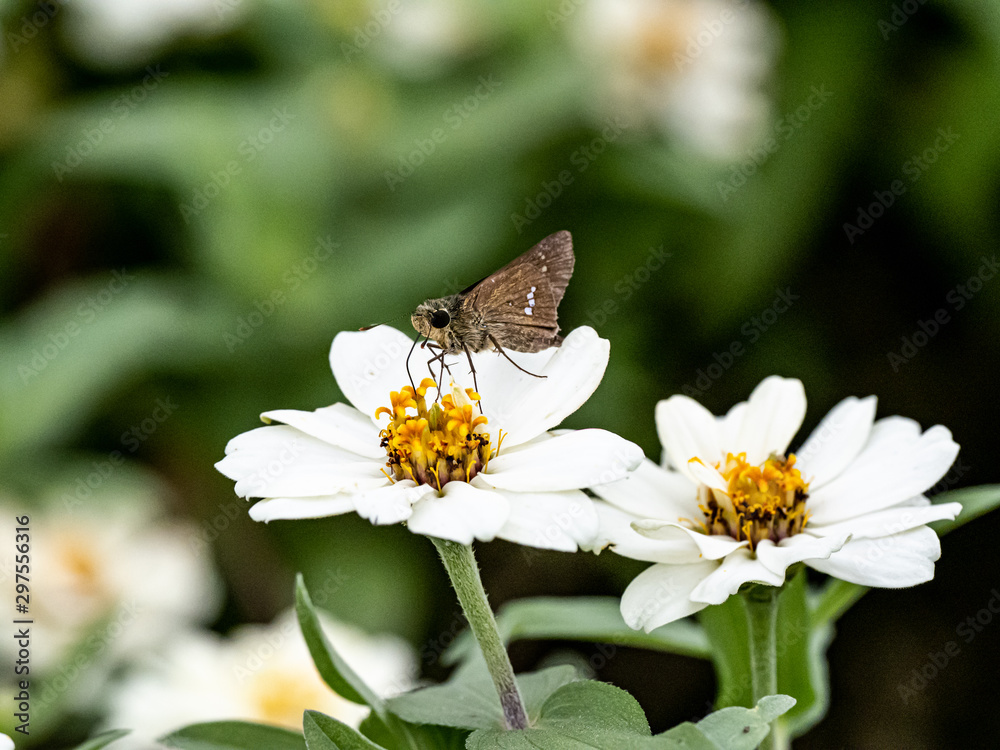 Parnara guttata straight swift butterfly on flowers 6 Parnara guttata straight swift butterfly on flowers 6