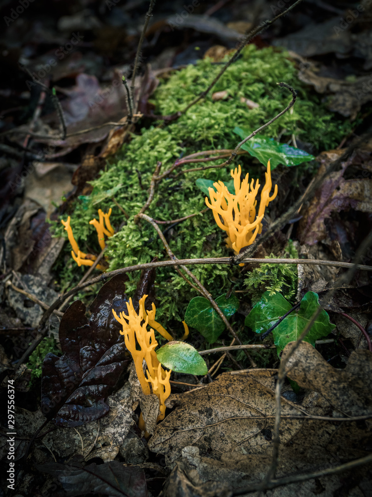 Strange wild mushroom growing in the forest Strange wild mushroom growing in the forest