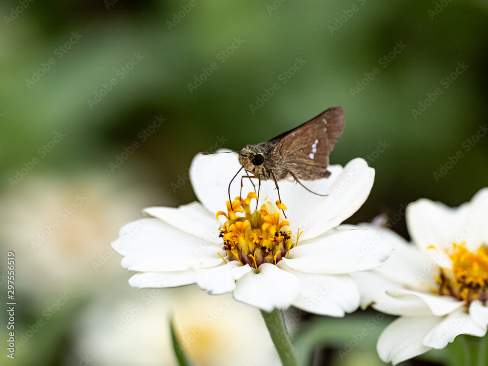 Parnara guttata straight swift butterfly on flowers 10 Parnara guttata straight swift butterfly on flowers 10