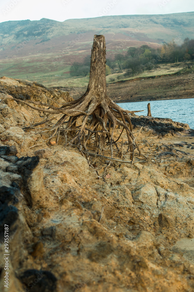 Tree roots Tree roots