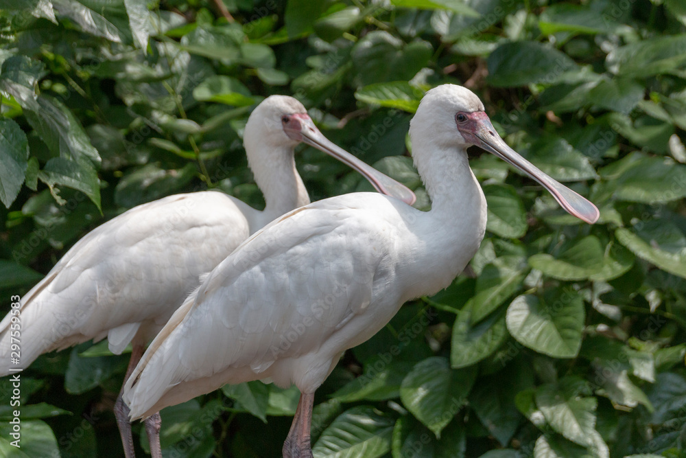 Two White Spoon Bills Two White Spoon Bills