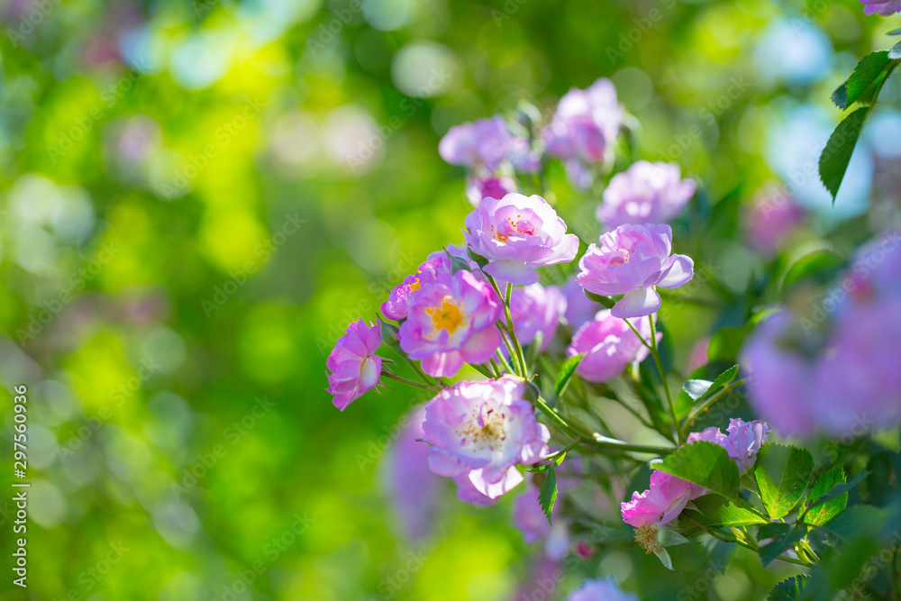 Rose flower, seven sister flower close-up, blooming outdoors in spring after the rain,Rosa multiflora Thunb. var. carnea Thory Rose flower, seven sister flower close-up, blooming outdoors in spring after the rain,Rosa multiflora Thunb. var. carnea Thory