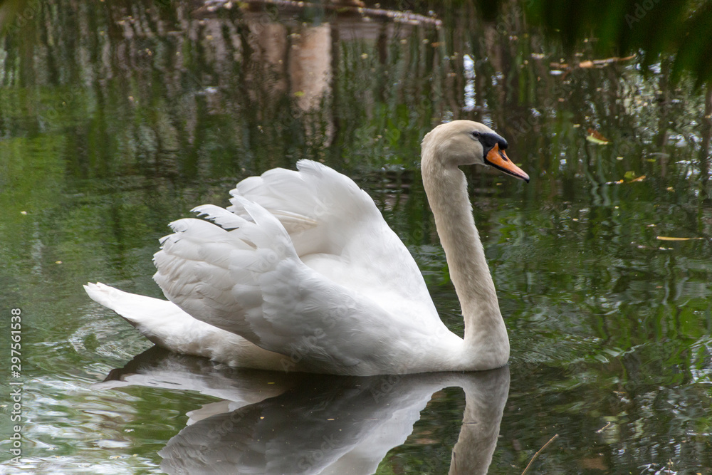 Fototapeta premium beautiful white swans