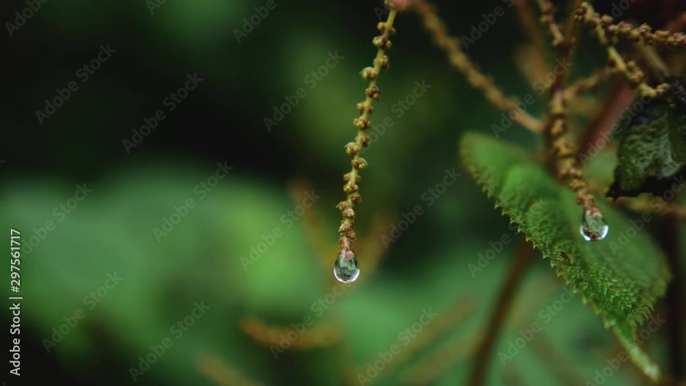 Rain drops on flowers in an Indian rain forest Rain drops on flowers in an Indian rain forest