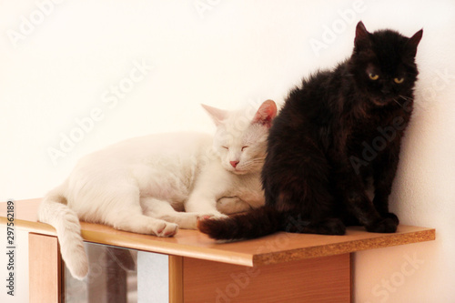 Black and white cats rest and sleep in living room of apartment. Two dear sweet female cats enjoy at home on wooden cabinet in comfortably furniture, asleep and feeling happy in morning. Pet concept.