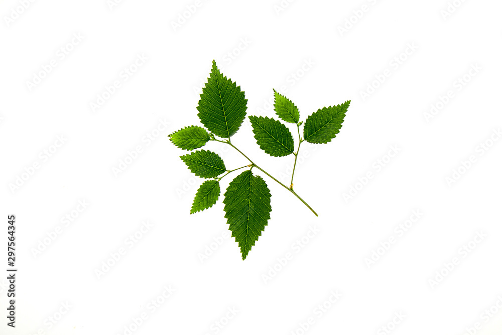 Tree branch with carved leaves on a white background close-up