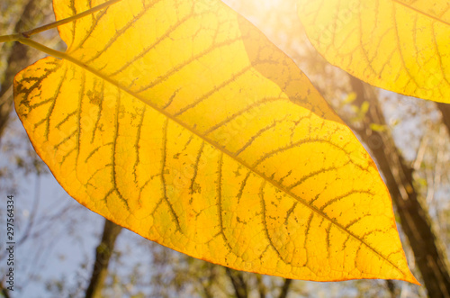Yellow autumnal leaves cose up