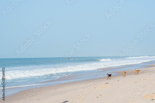 dogs walking on the beach © santos