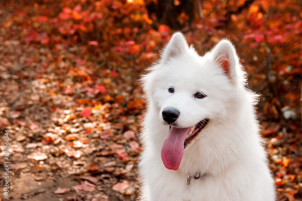 Samoyed Dog portrait in autumn forest near red leaves . Canine background. Walk dog concept Samoyed Dog portrait in autumn forest near red leaves . Canine background. Walk dog concept