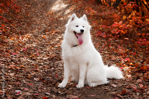 Foto Samoyed Dog sitting in autumn forest near red leaves