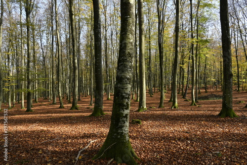 Golden October in a Kashubian forest