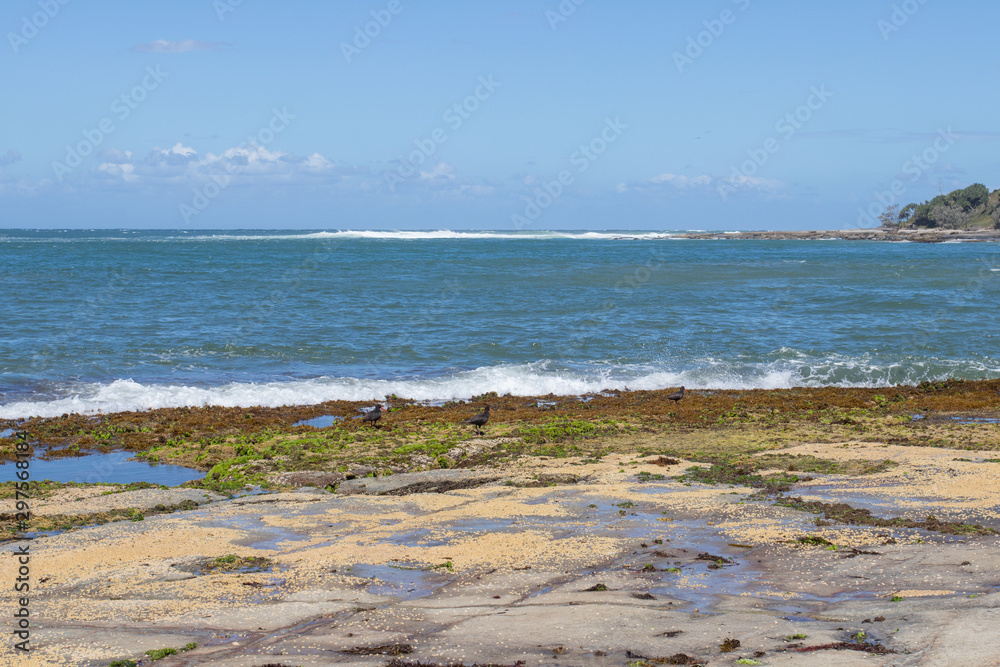 Rocky Shoreline Rock Pools Covered In Red Green Algae Seaweed And Marine Organisms By Blue Crashing Ocean Waves On A Sunny Day