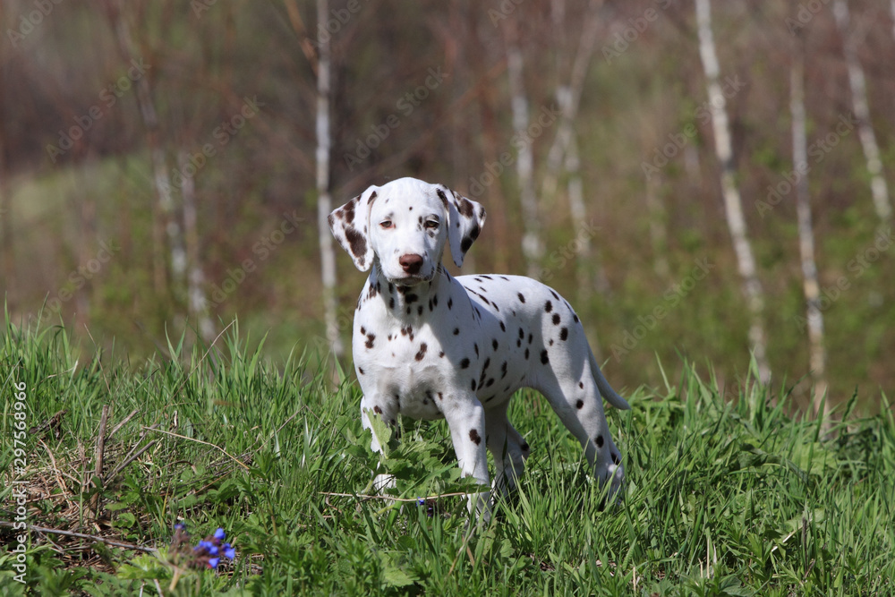 Dalmatian puppy dog