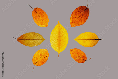 Anordnung aus sieben gelb-orangen Blättern vor grauem Hintergrund