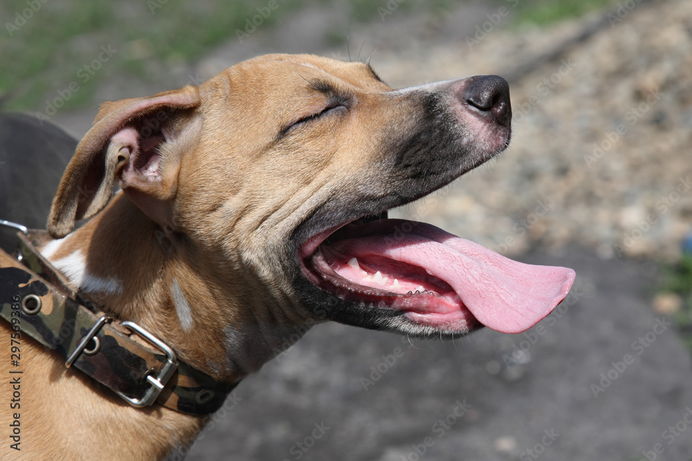 Portrait of a dog