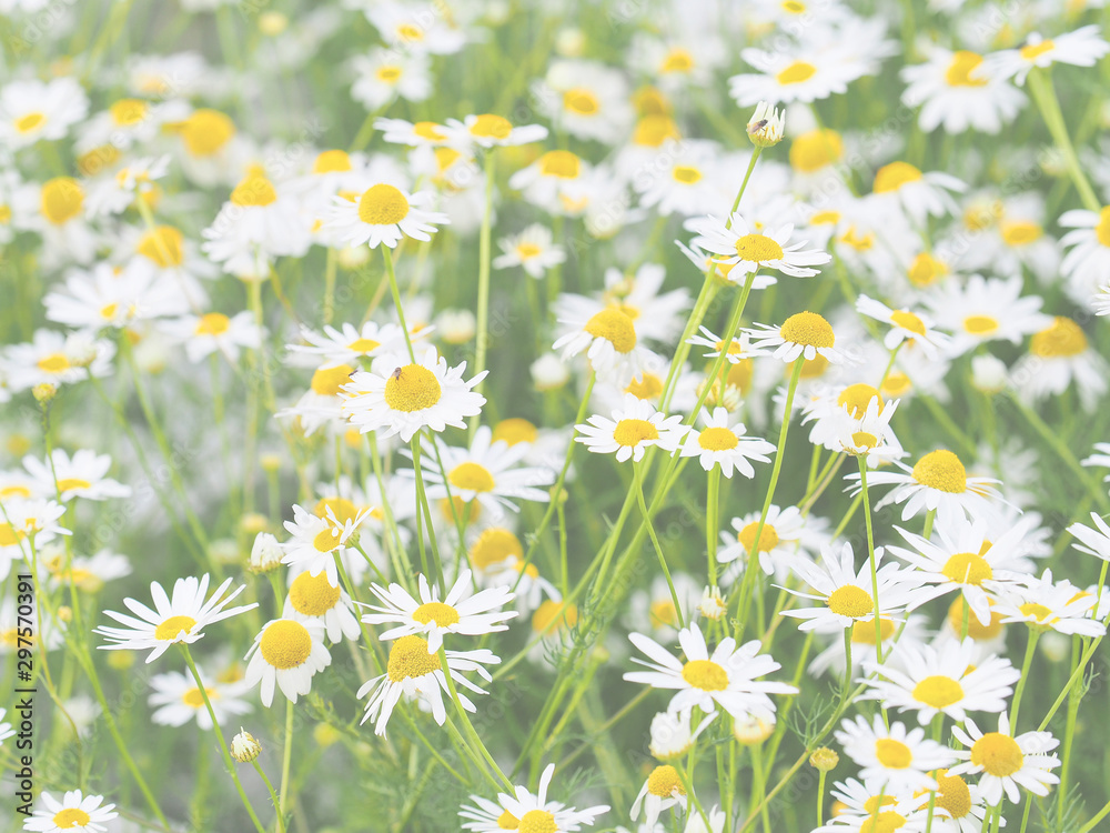 Fototapeta premium Field daisies background, chamomile