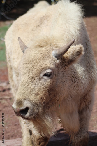 A white Buffalo - Williams - Arizona - USA