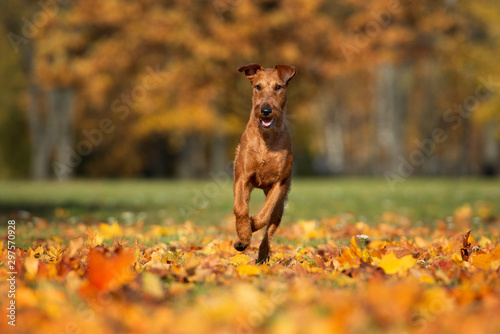 happy irish terrier dog running outdoors in autumn