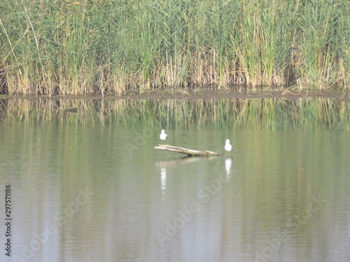 Carska bara Zrenjanin Serbia Nature Reserve Wildlife Sanctuary 