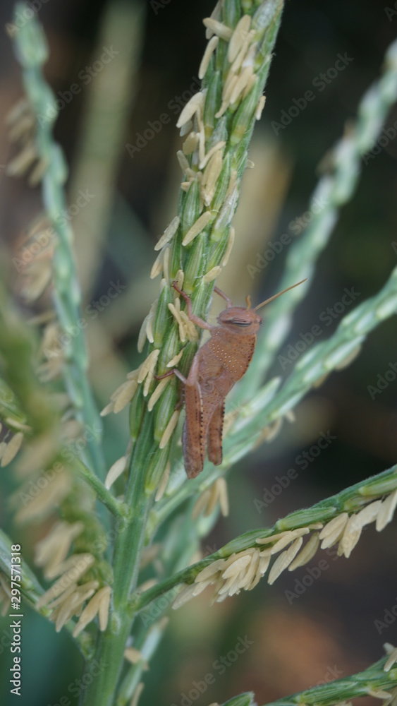grasshopper grasshopper