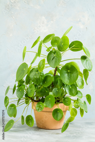 Pilea peperomioides, money plant in the pot. Big plant with babies. Isolated. White background.