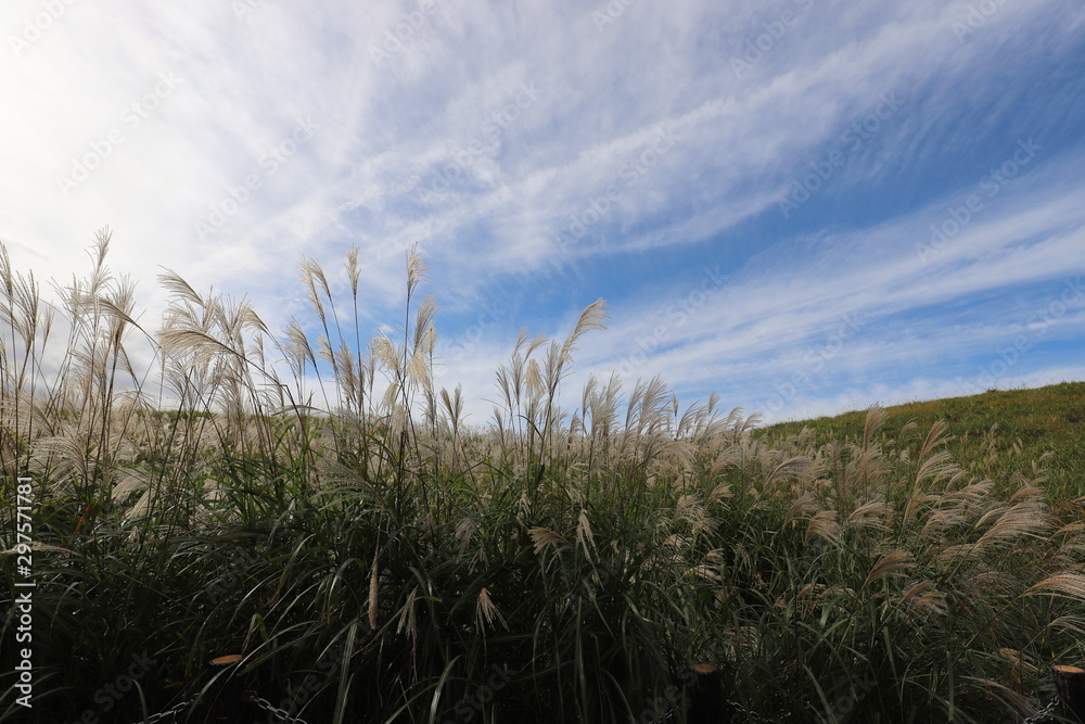 Fototapeta premium 曽爾高原のすすき