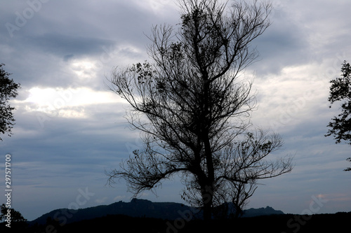 tree at sunset