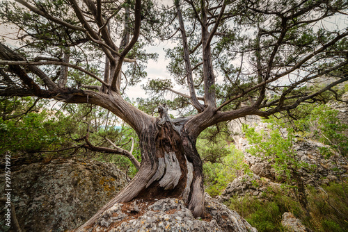 Old juniper on a stone
