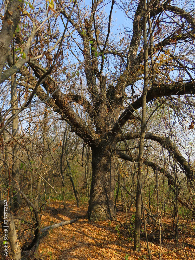 Carska bara Nature reserve Zrenjanin Serbia tree canopy Carska bara Nature reserve Zrenjanin Serbia tree canopy