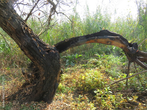 Carska bara Nature reserve Zrenjanin Serbia landscape in the autumn