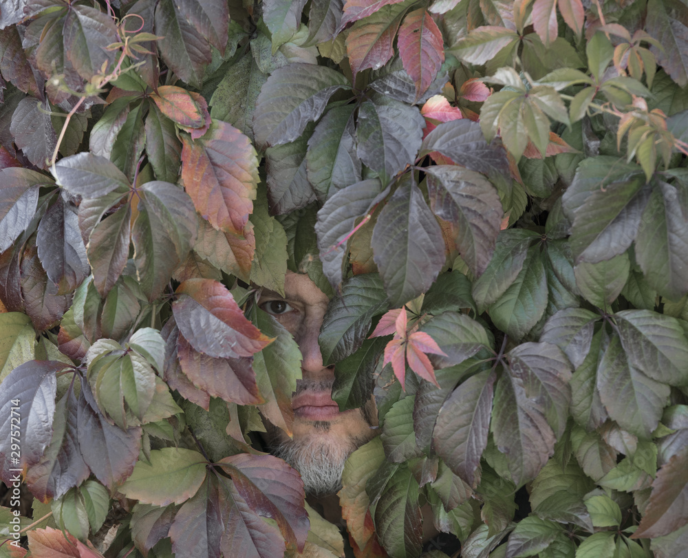 the face of a man in the leaves the face of a man in the leaves