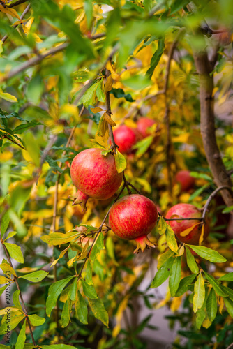 Ripe pomegranates on the branches in the garden