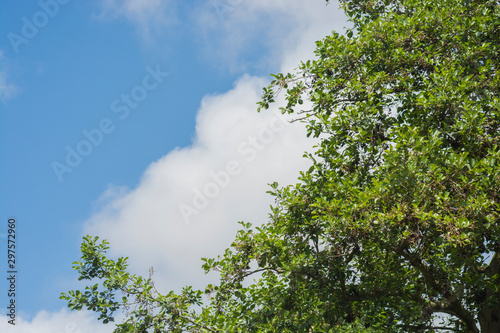 Fototapeta Naklejka Na Ścianę i Meble -  tree and blue sky