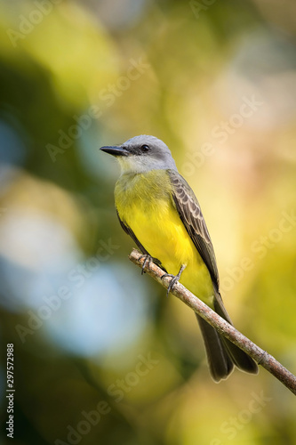 Tyrannus melancholicus, Tropical kingbird The bird is perched on the branch in nice wildlife natural environment of Trinidad and Tobago..