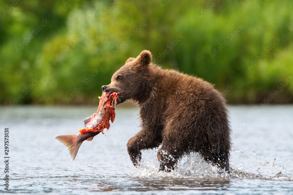 The young Kamchatka brown bear, Ursus arctos beringianus catches salmons at Kuril Lake in Kamchatka, running and playing in the water, action picture - obrazy, fototapety, plakaty 