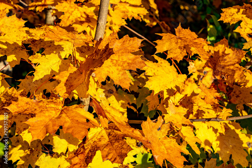 Ahornbl  tter strahlen golden im Herbstlicht